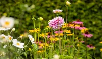Tuinplanten