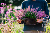 Tuinplanten