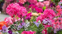 Tuinplanten