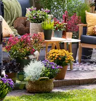 Tuinplanten