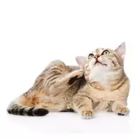 Vlooien, Teken & Ontworming (katten)